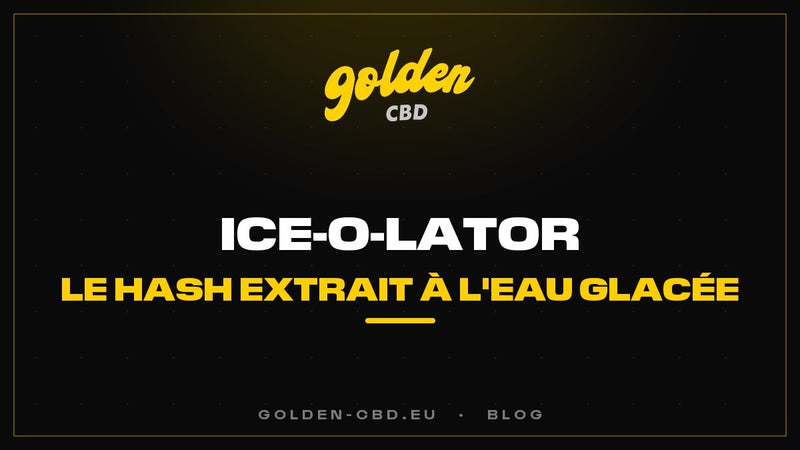 Ice-O-Lator : le hash extrait à l'eau glacée