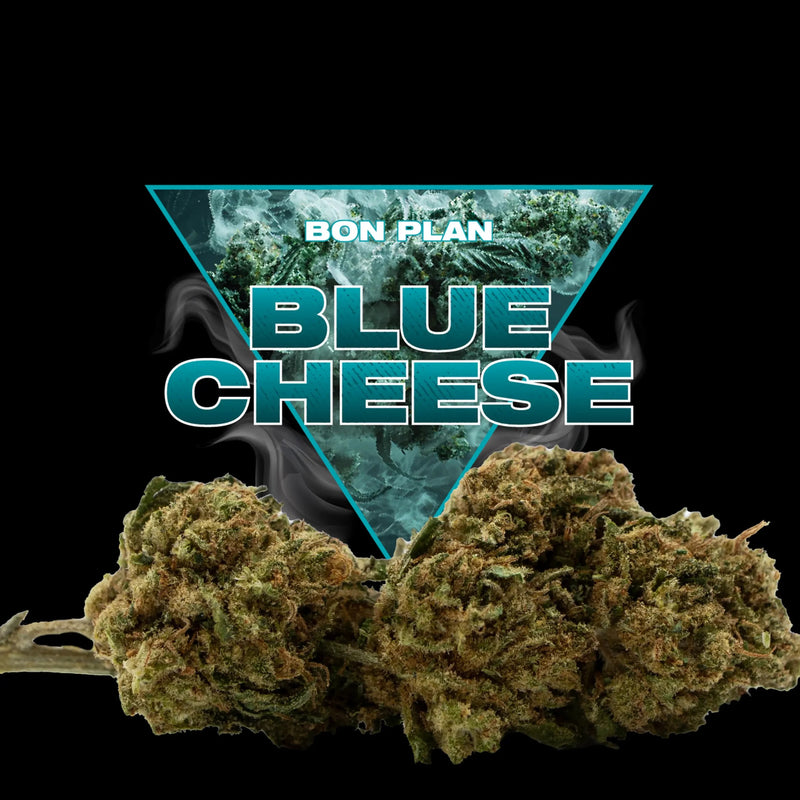 BLUE CHEESE CBD