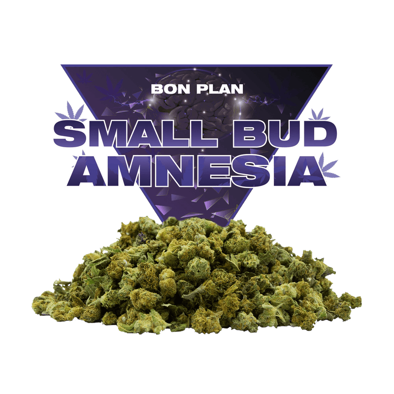 Small Bud CBD
