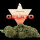 Fleur CBD Gelato Indoor Premium - Golden CBD