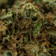 AMNESIA KUSH CBD