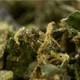 FREE MIX CBD À partir de 1,89€/g