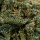 Macro fleur CBD Gelato - Golden CBD