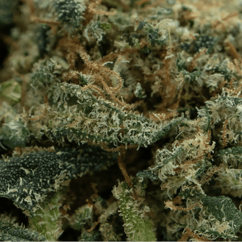 Macro fleur CBD Gelato - Golden CBD