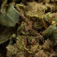 JACK HERER CBD