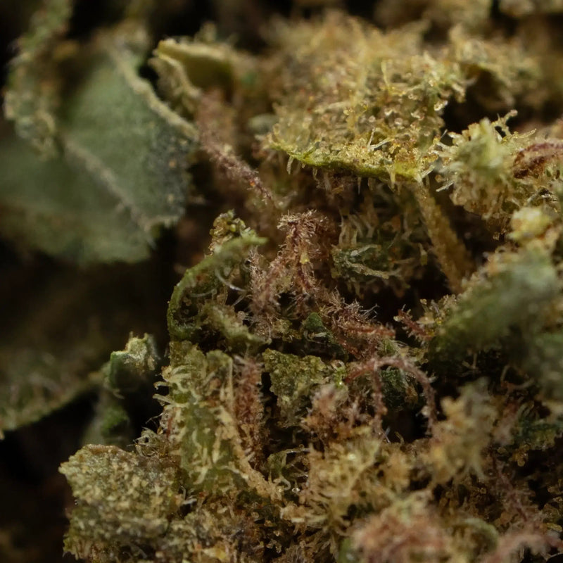 JACK HERER CBD
