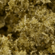 LEMON HASH CBD