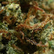 ORANGE BUD CBD