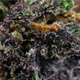 Macro fleur CBD Purple Haze - Golden CBD