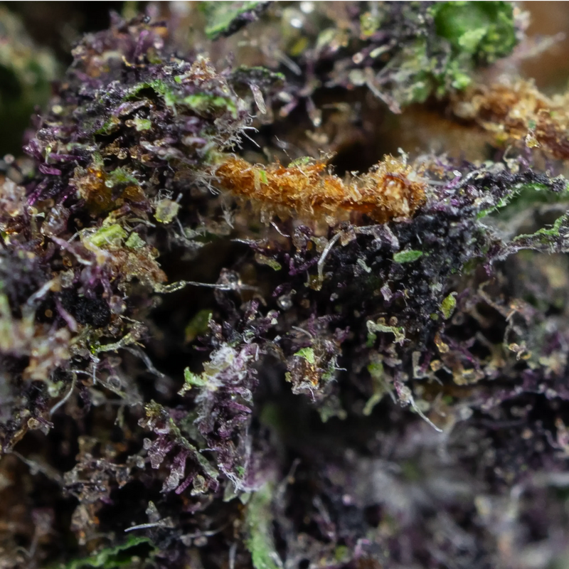 Macro fleur CBD Purple Haze - Golden CBD