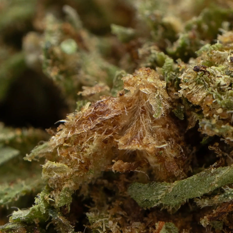SOUR DIESEL CBD
