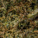 MARLEY KUSH CBD