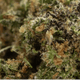 OG KUSH CBD