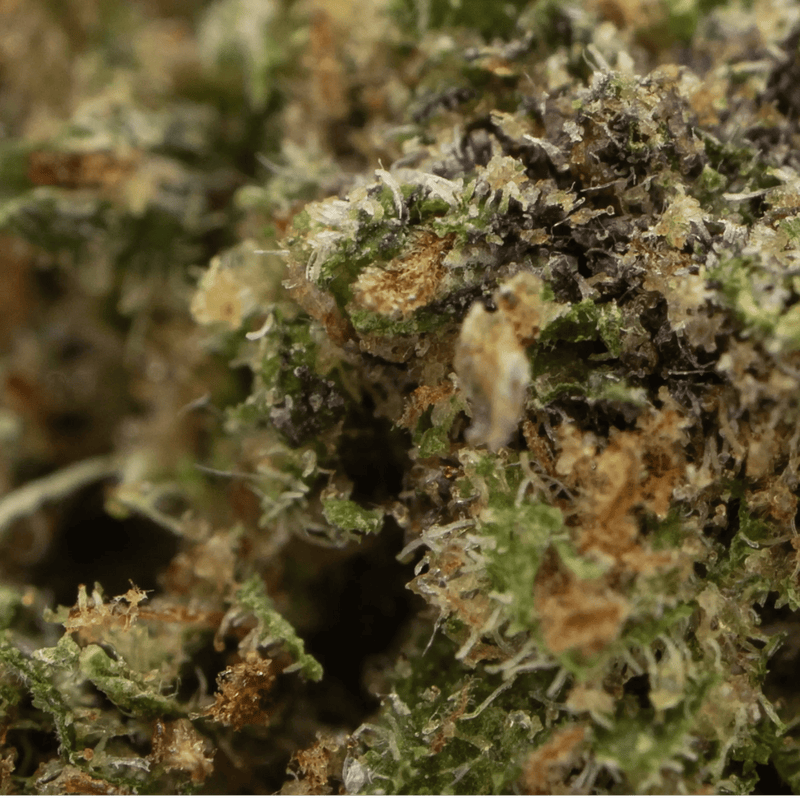 OG KUSH CBD