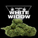 WHITE WIDOW CBD