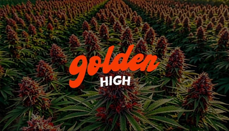Golden High