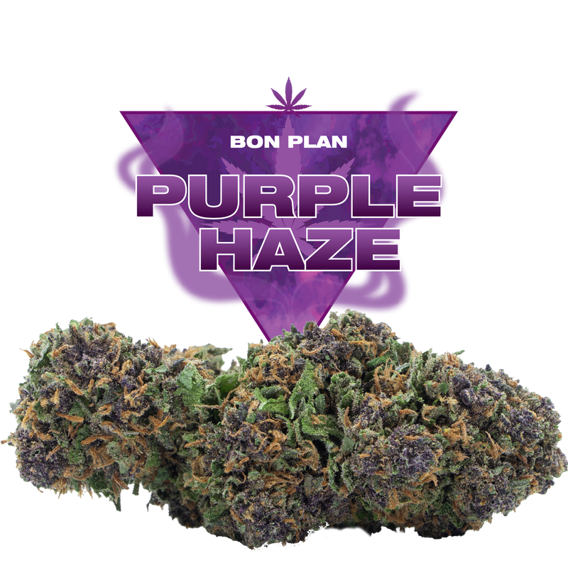 PURPLE HAZE CBD
