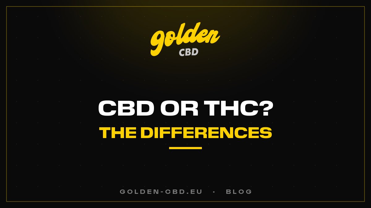 CBD or THC: What Are the Differences?