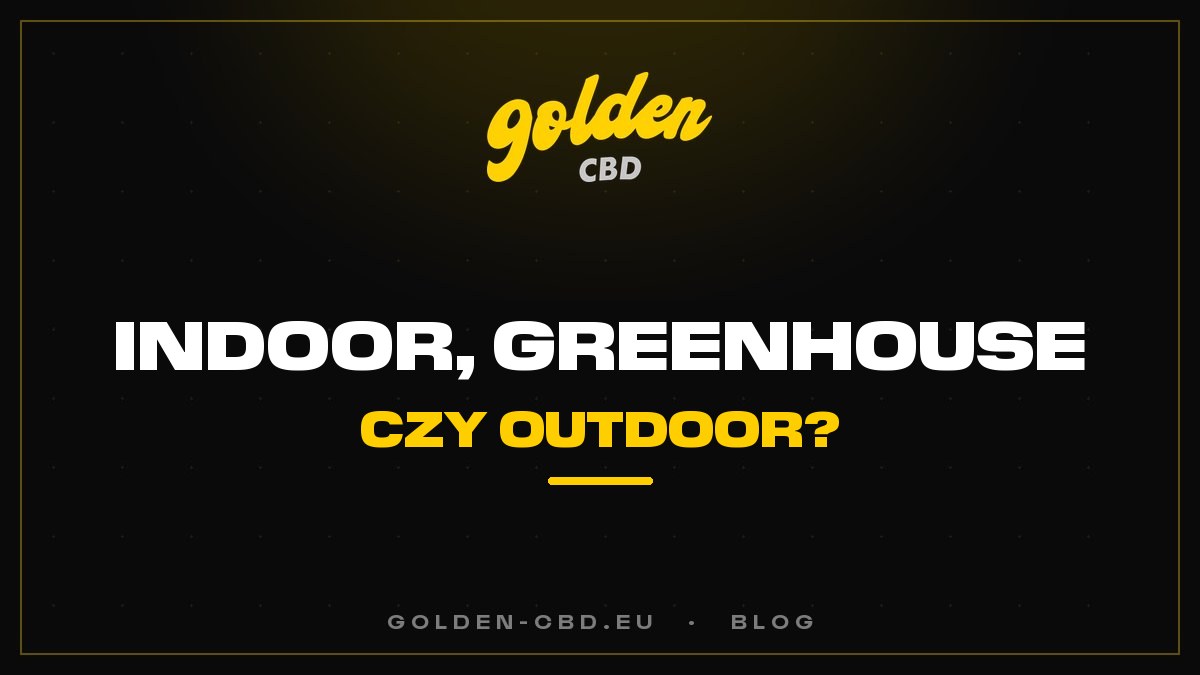 Uprawa indoor, szklarniowa (greenhouse) czy outdoor: jakie różnice dla CBD?