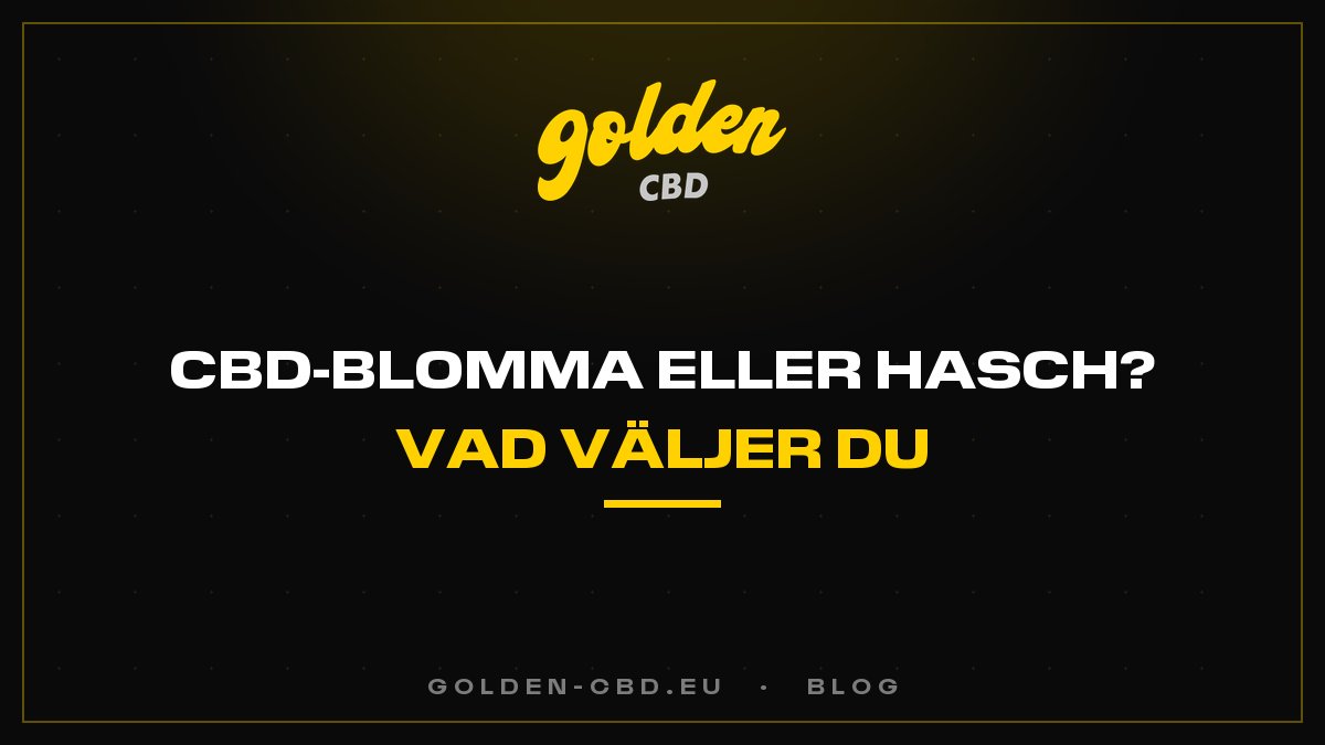 Blomma eller extrakt av CBD: vilket ska du välja?
