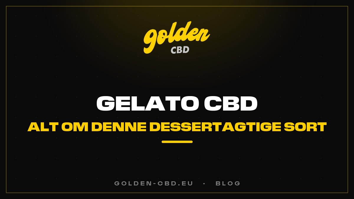 Gelato CBD: alt om denne dessertagtige sort