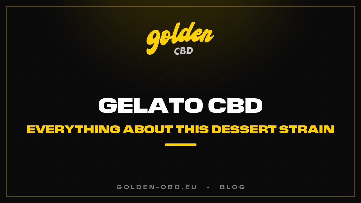 Gelato CBD: everything about this dessert strain