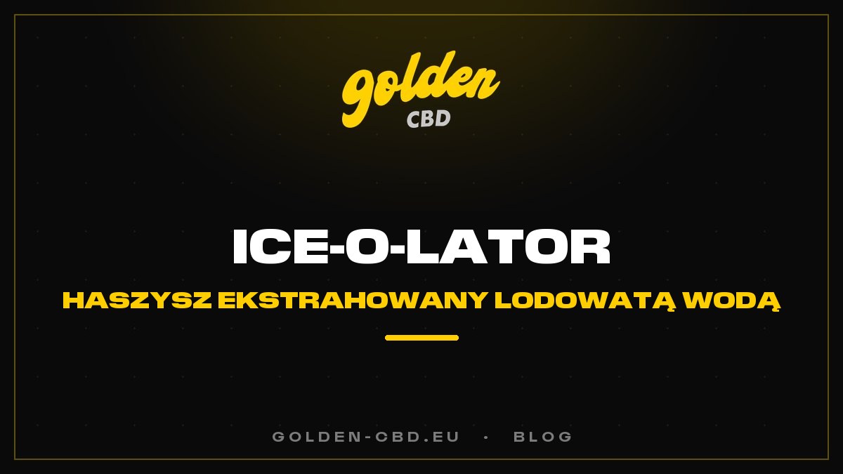 Ice-O-Lator: haszysz ekstrahowany lodowatą wodą