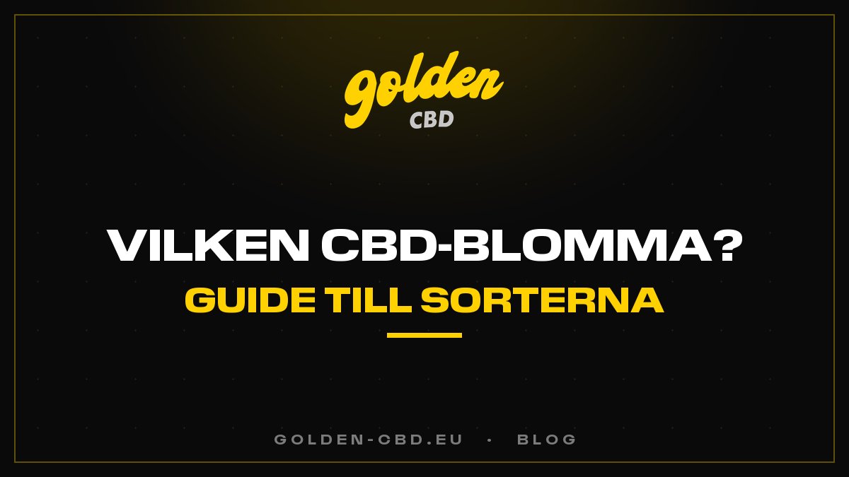 Vilken CBD-blomma ska du välja? Den kompletta sortguiden
