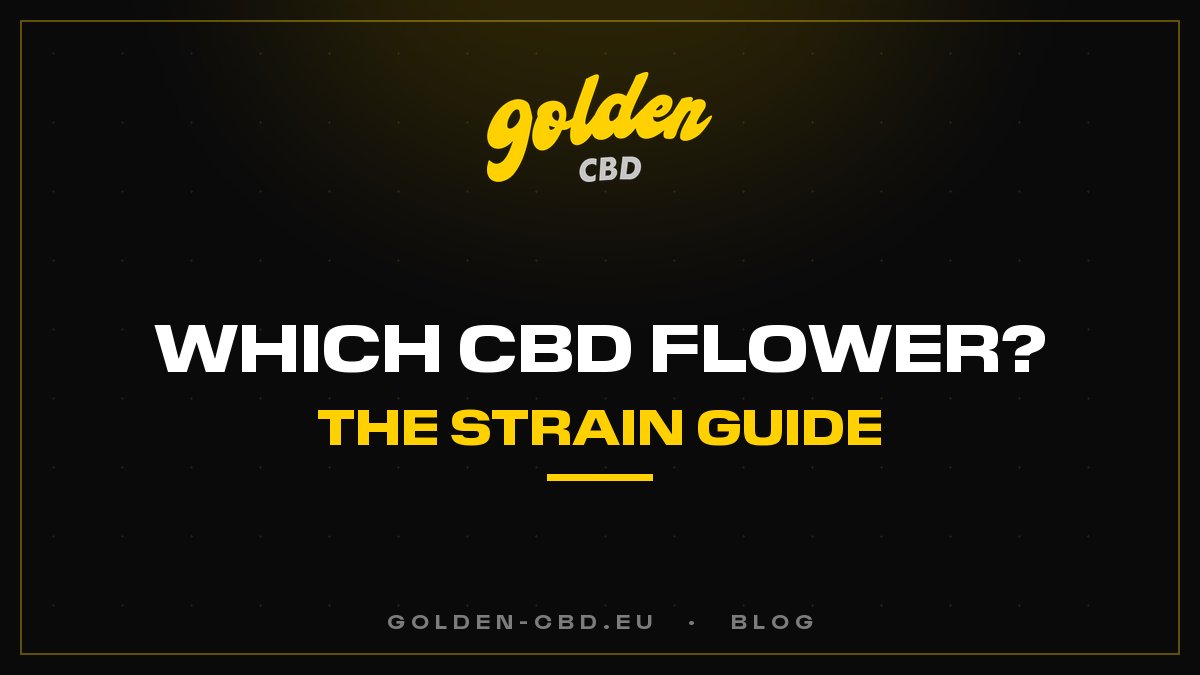 Which CBD Flower to Choose? The Complete Strain Guide